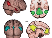 Default Mode Network: Seat Literary Creativity?