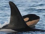 Baby Killer Whale Death Investigation Flawed, Experts (Canada)