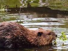 Argentina Chile Decide Leave Beavers