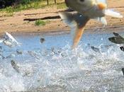 Airforce Plane 'fish' Air...