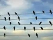 From Musical Birds Wire Natural Numbers Controversy; String Theory Everything- Some Thoughts