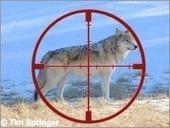 Killing Wolves: Hunter-Led Against Science Willdife