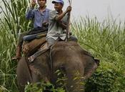 Good News Animals Nepal: Full Year Without Poaching