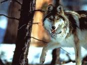 Endangered Mexican Gray Wolf Heart Political Battle Southwest Jazeera America