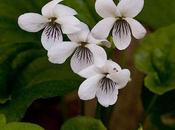 Spring Violets