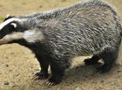 Vote Overwhelmingly Halt Badger Cull England