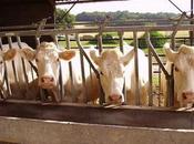 Ag-Gag Laws Threat Green Planet