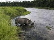 Good News Animals Nepal: Full Year Without Poaching