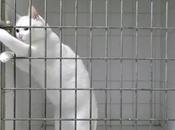 Watch: Brilliant Opens Locks, Escapes Cages