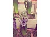 Care Hyacinth Potted Plants