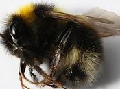 Take Action Tell Step Protect Bees!