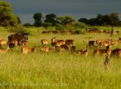South Africa: Million Boost Help Sanparks Counter Poaching