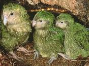 Time Short Kakapo Flightless Parrots