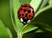 Stroke “Ladybug” Luck