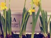Care Potted Daffodils