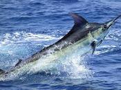 Blue Marlin Attacks Pipeline, Halts Production Facility