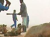 Namibia: Esau Considers Against Seals