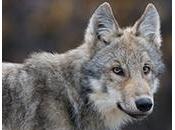 Wolf Peer Review Public Comment Defenders Wildlife