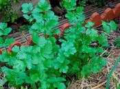 Coriander Time Again