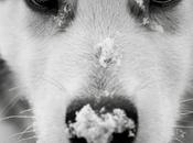 Breed Gallery: Siberian Husky