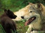 Wolf Weekly Wrap-Up Defenders Wildlife Blog