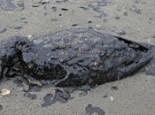 Largest Gulf Spill Since Deep Horizon Threatens Bird Migration