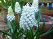 Muscari Moment