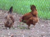 Lesson Re-homing Chickens Your Flock
