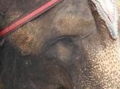 Urge Circus World Cruel Elephant Exhibits!