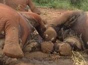 Kenya Wildlife Service Struggles Stop Poaching