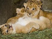 Giraffe-Killing Copenhagen Euthanizes Lions