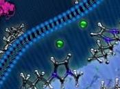 Ionic Liquid Resistance Mechanism Advance Biofuel Production