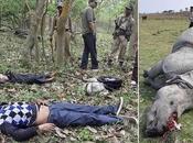 Another Rhino Suffers Agonising Death Hand Poachers