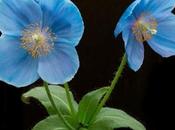 Blue Poppies 2014