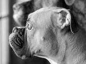Breed Gallery: Boxer