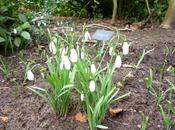 Guided Snowdrop Walk Around Sunnycroft