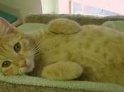 Stop Euthanizing Rescued Animals