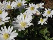 Anemone Blanda ‘White Splendour’