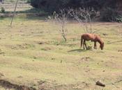 DAILY PHOTO: Horse Field