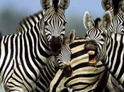 Zebra Pictures