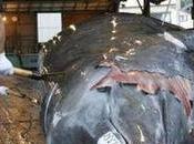 Japanese Will Keep Hunting Whales, Even Though They’ve Lost Their Appetite Them