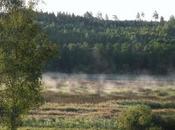 Have Lost Nature Animals Finally Asphalt Kids