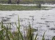 Applaud Government Conserving Wetlands