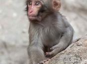 Japanese Macaque Pictures