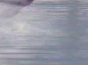 Wingsuit Water Landing