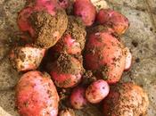 Potato Selection 2014