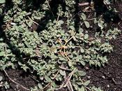 Know Thine Enemy: Common Weeds