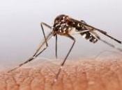 Scourge Caribbean: Chikungunya Fever