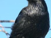 Petition Stop Slaughter Ravens Idaho