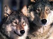 Nearly 500,000 More Americans Speak Against Federal Plan Strip Wolves Protections